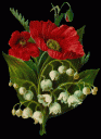tpoppies.gif